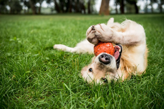 Happy dog